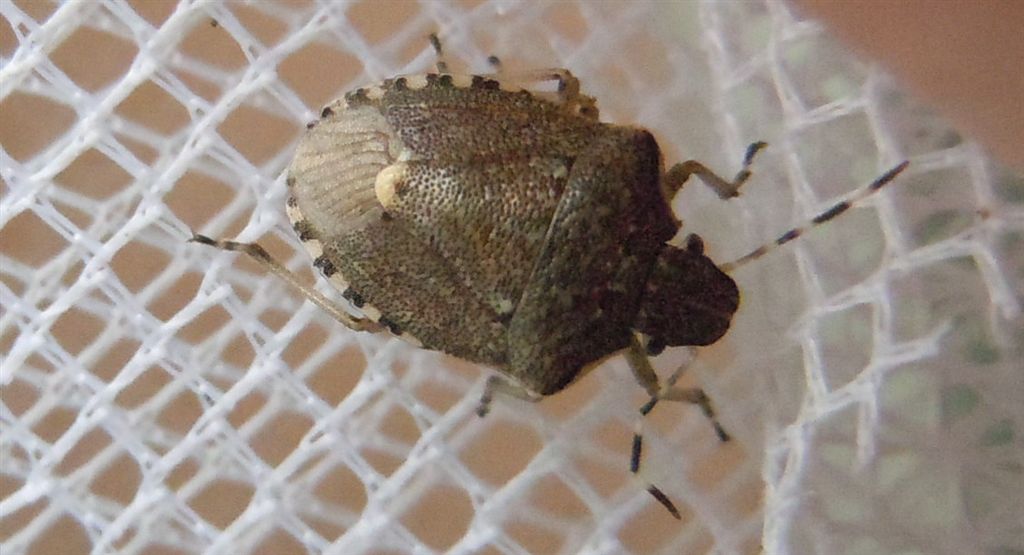 Dolycoris baccarum? no, Holcostethus albipes